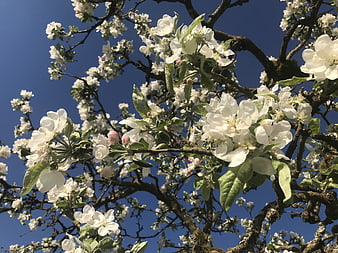 White Apple Blossoms on Branches Against Blue Sky