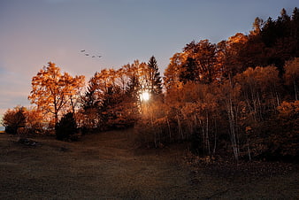 Golden Autumn Forest Landscape with Sunlight and Birds