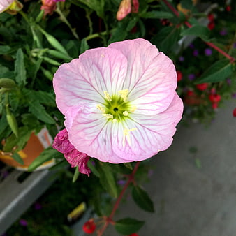Close-up of a delicate pink evening primrose flower