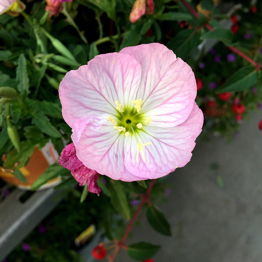 Close-up of a delicate pink evening primrose flower