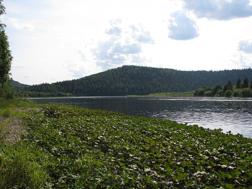 Serene River Landscape with Forested Hills and Aquatic Plants