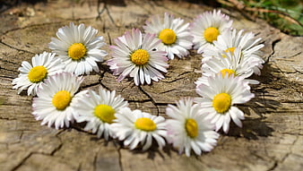 White daisies arranged in heart shape on wood