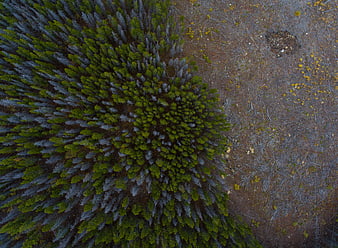 Aerial View of Dense Forest and Burnt Landscaped Terrain