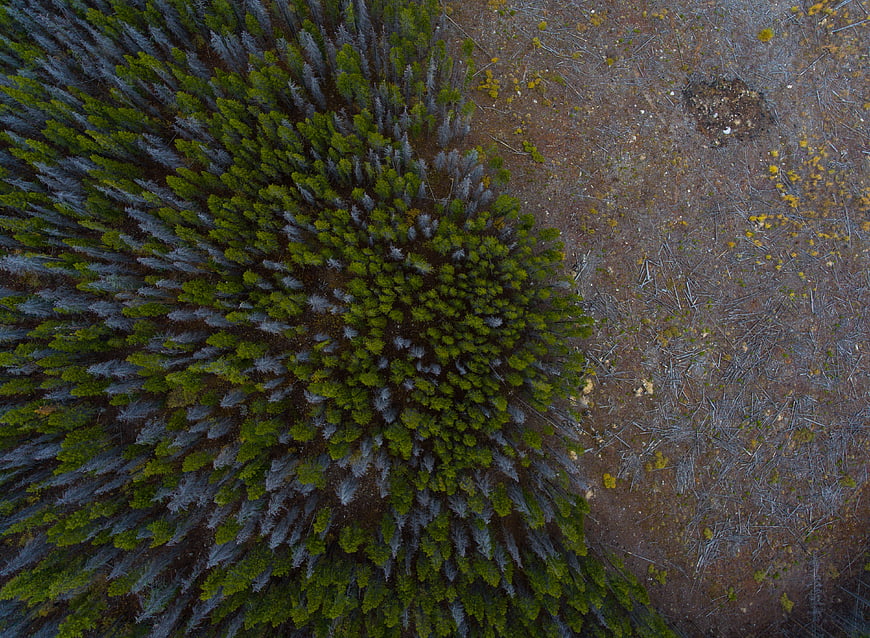 Aerial View of Dense Forest and Burnt Landscaped Terrain