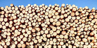 Stack of Cut Firewood Logs Against Blue Sky