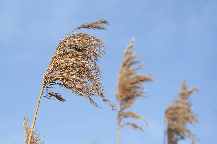 Dried Pampas Grass Swaying Against Blue Sky