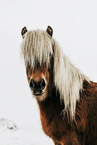 Close-up portrait of a brown horse with a white mane in a snowy winter landscape