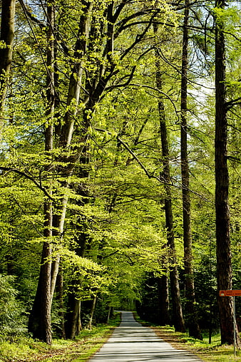 Paved Forest Path Surrounded by Tall Green Trees in Spring