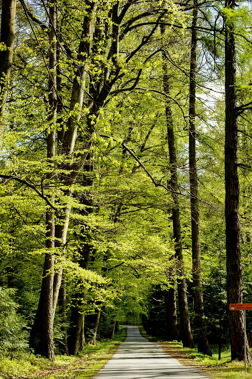 Paved Forest Path Surrounded by Tall Green Trees in Spring