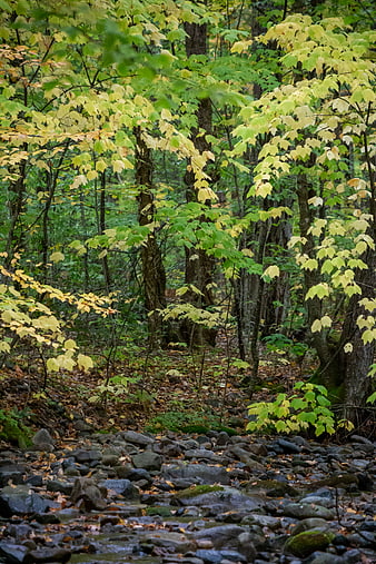 Serene Forest Stream with Yellowing Autumn Leaves