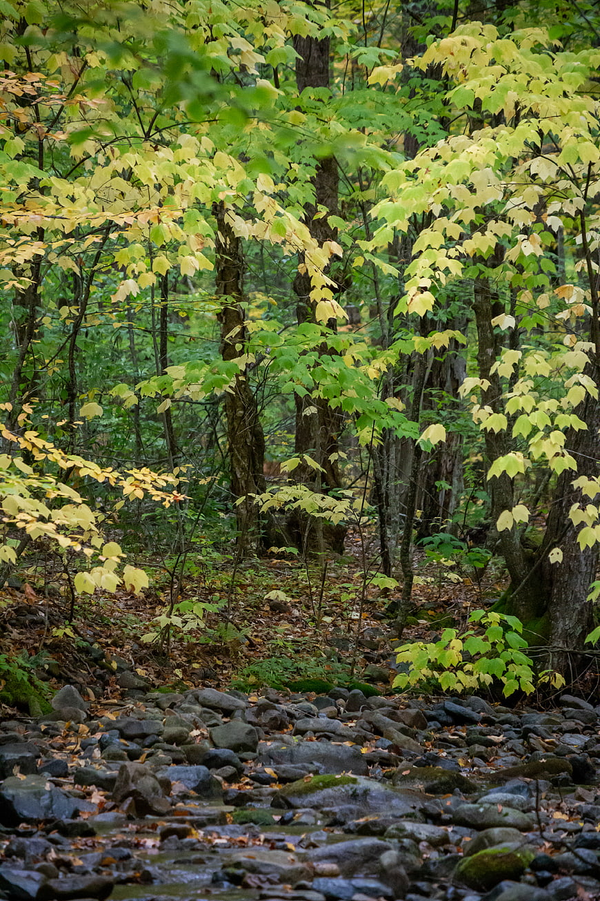 Serene Forest Stream with Yellowing Autumn Leaves