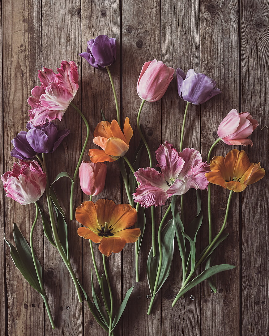 Colorful Tulip Bouquet Flat Lay on Rustic Wooden Background