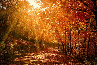 Sunlit Autumn Forest Path with Golden Light Rays