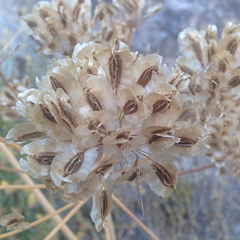 Close-up of dried seed pods on a wild plant