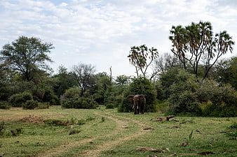 African Elephant Standing in Grassy Savanna Landscape