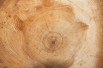 Close-up of tree trunk cross-section showing annual growth rings and wood grain texture
