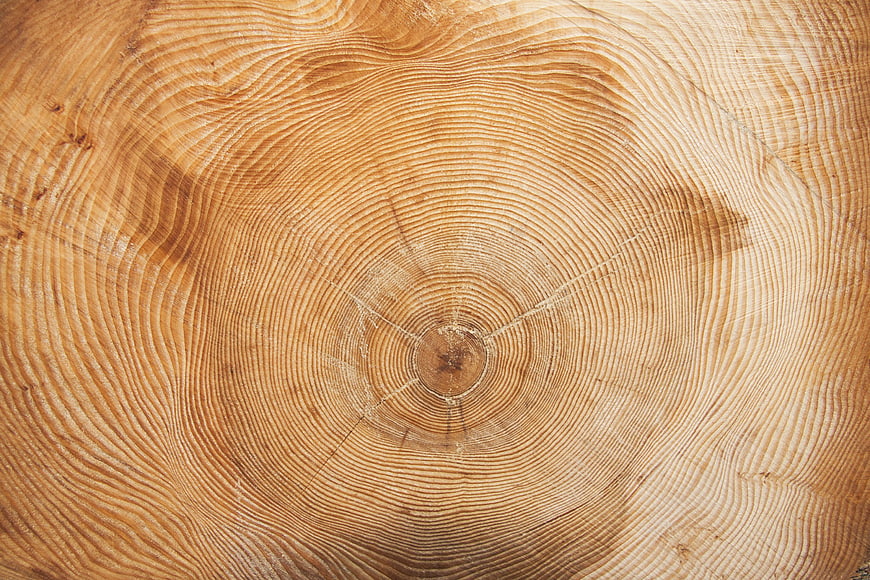 Close-up of tree trunk cross-section showing annual growth rings and wood grain texture