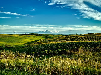 Rolling Green Agricultural Fields Under Blue Sky