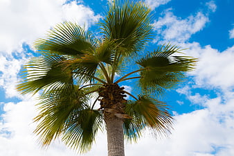 Low angle view of palm tree against blue sky with clouds