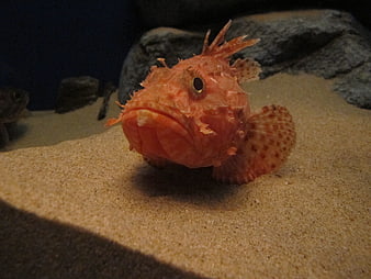 Close-up of Orange Scorpion Fish on Sand