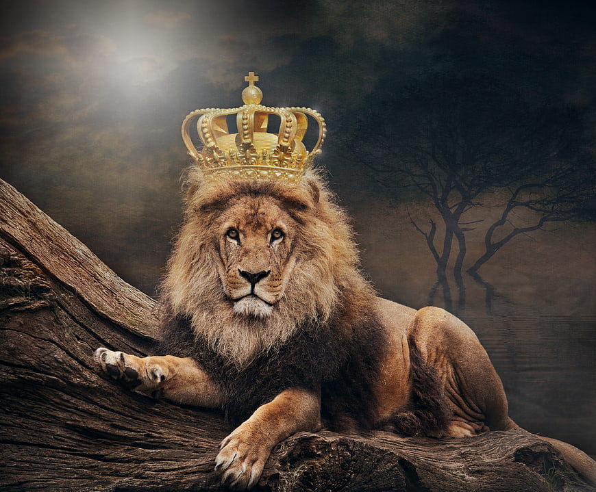 Majestic Lion Wearing Golden Crown On Log