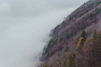 Misty Mountain Slope with Forest Trees in Fog