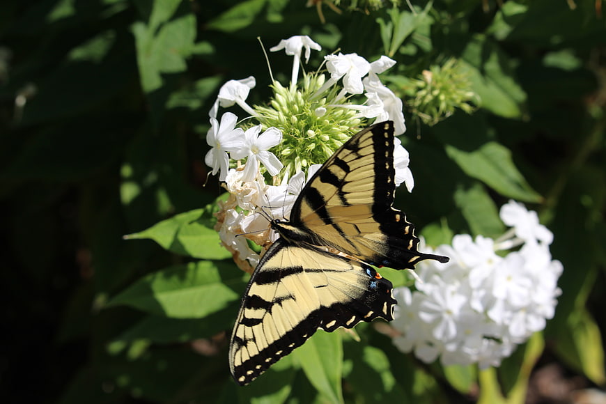 Eastern Tiger Swallowtail Butterfly on White Phlox Flowers
