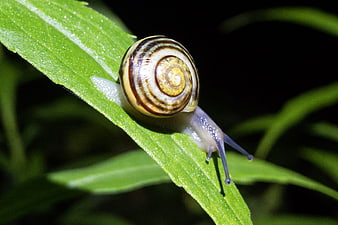 Macro Snail on Green Leaf with Dew Drops