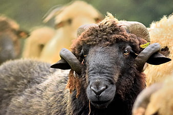 Close-up portrait of a black sheep with curved horns in a flock