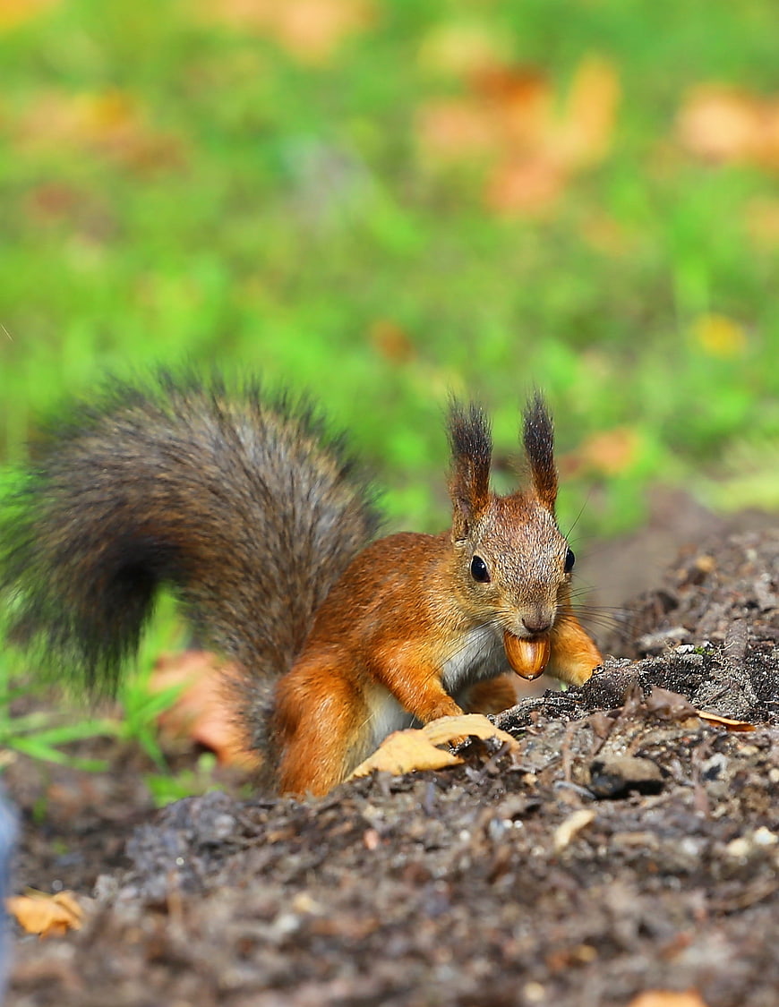 Red squirrel eating acorn in autumn park