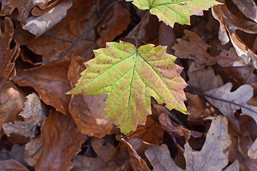 Green maple leaf with autumn spots on brown forest floor