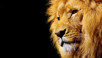 Close-up portrait of a male lion head on black background