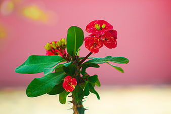 Vibrant Red Crown of Thorns Flower Against Pink Background