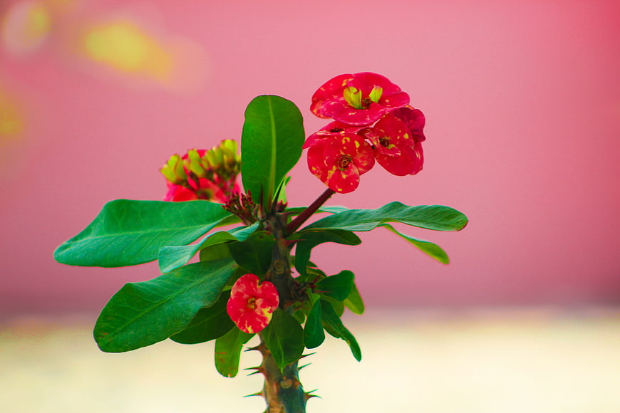 Vibrant Red Crown of Thorns Flower Against Pink Background
