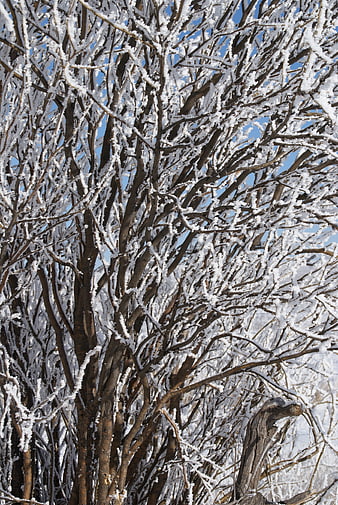 Frosty Tree Branches Against Blue Sky in Winter