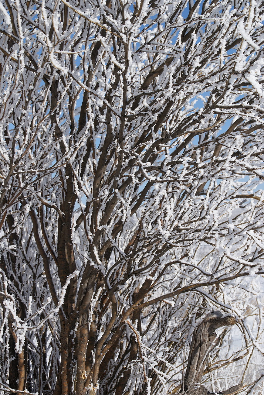 Frosty Tree Branches Against Blue Sky in Winter