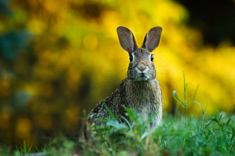 Cute Brown Rabbit in Green Grass with Yellow Background