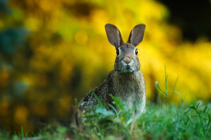 Cute Brown Rabbit in Green Grass with Yellow Background