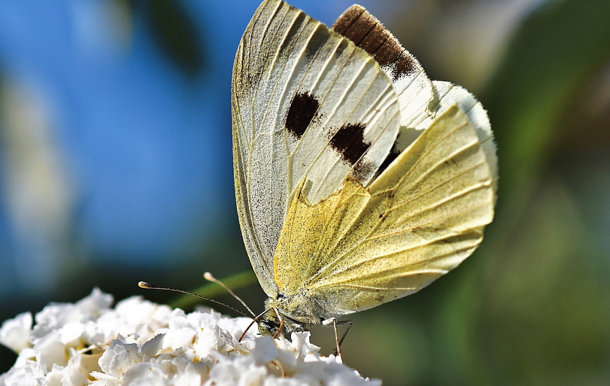 Macro shot of a white butterfly perched on a white flower