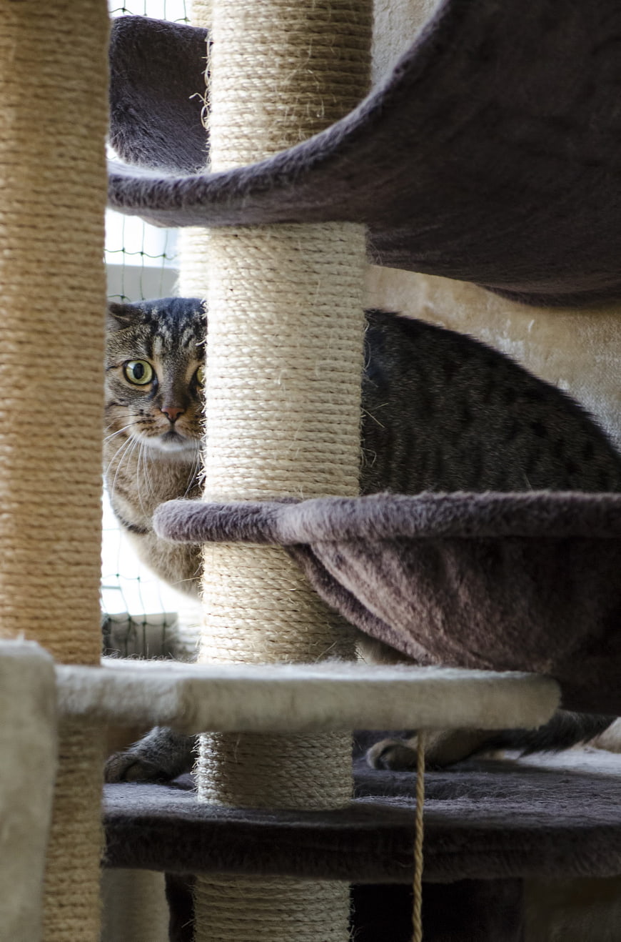 Curious Tabby Cat Peeking from Cat Tree