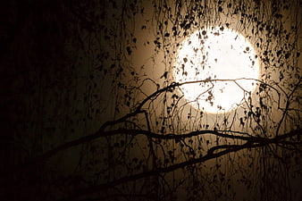 Silhouetted Tree Branches Against Bright Full Moon