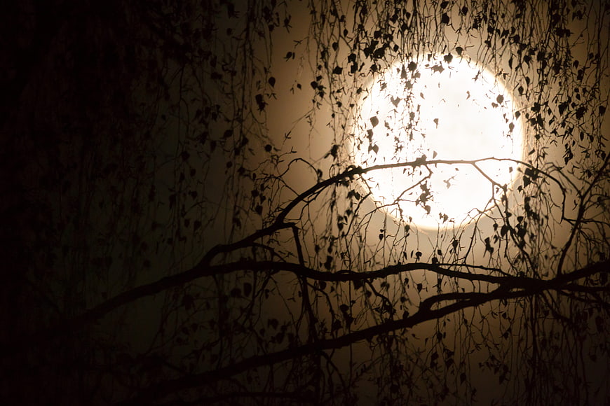 Silhouetted Tree Branches Against Bright Full Moon