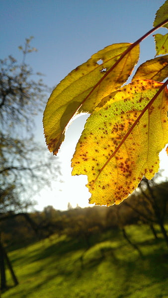 Backlit yellow autumn leaves with brown spots against blue sky