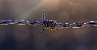 Close-up of rusty barbed wire fence in golden sunlight