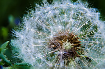 Macro Close-Up of Dandelion Seed Head with Blurred Green Background