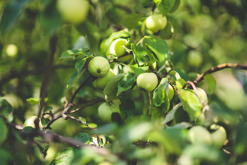 Fresh green apples hanging on a tree branch in sunlight