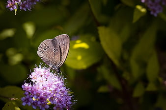 Grey Butterfly on Purple Flower in Garden