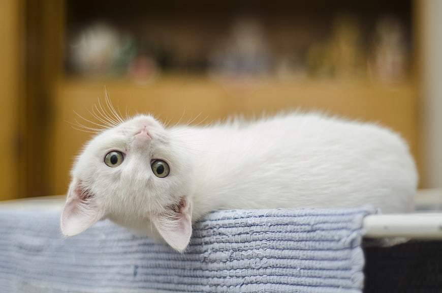 Cute White Kitten Looking Up with Wide Eyes