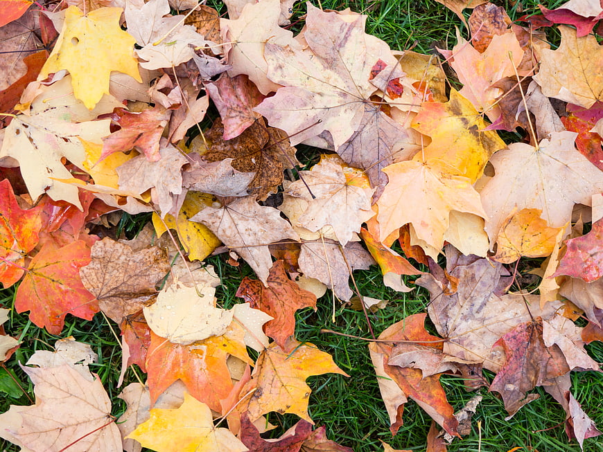 Top View of Colorful Autumn Maple Leaves on Green Grass