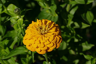 Vibrant Orange Zinnia Flower in Sunlight